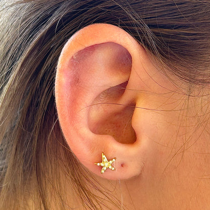 Asteroidea